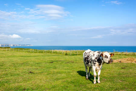 Dairy cow on the cliffs in Normandyの写真素材