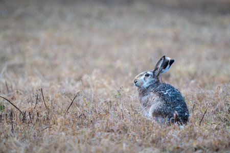 Hare on the meadow in winter, selective focus, shallow DOF.