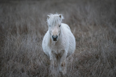 Icelandic horse in a field of dry grass in winter.の写真素材