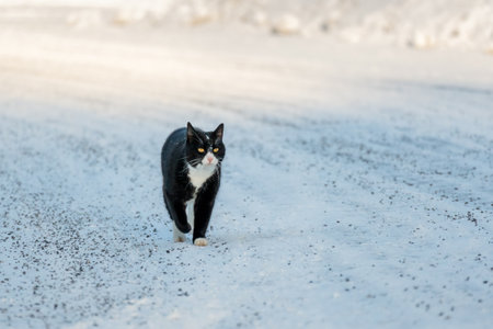 Black and white cat walking on the road in winter. Selective focus.の写真素材