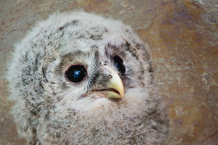 Portrait of an owl with blue eyes on a brown background.の写真素材