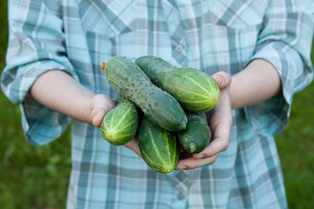 Womens hands hold cucumbers collected in a greenhouse. Selective focusの写真素材