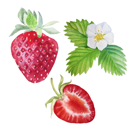 Strawberry painted watercolors.の写真素材