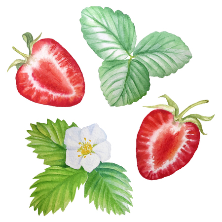 Strawberry painted watercolors.の写真素材