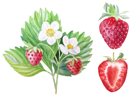 Strawberry painted watercolors.の写真素材