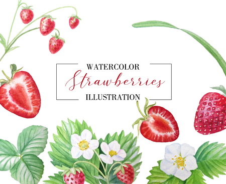 Strawberry painted watercolors.の写真素材