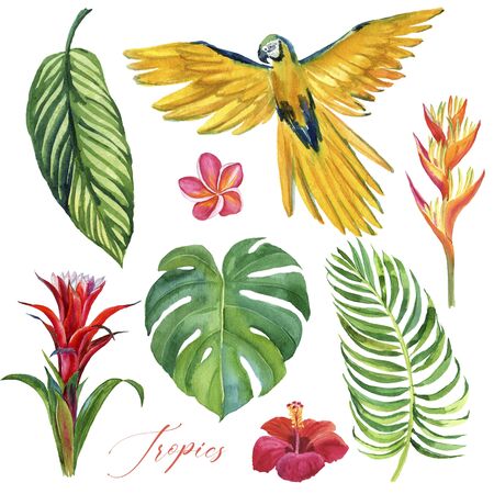 Exotic birds and tropical flowers and leaves, watercolor illustration. Tropical setの写真素材