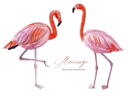 Card with watercolor illustration of elegant pink flamingos isolated on white backgroundの写真素材