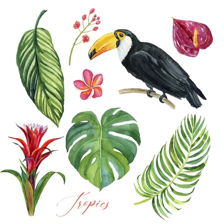 Exotic birds and tropical flowers and leaves, watercolor illustration. Tropical setの写真素材