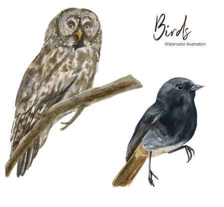 Isolated Watercolor illustration with an owl and a branch. A set of elements. Suitable for creating cards, invitations, holidays, etc.の写真素材