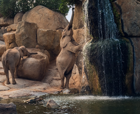 baby elephantの写真素材