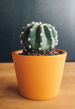 orange pot containing green cactus with skewers,on light wood and unfocused background,with natural lightの写真素材