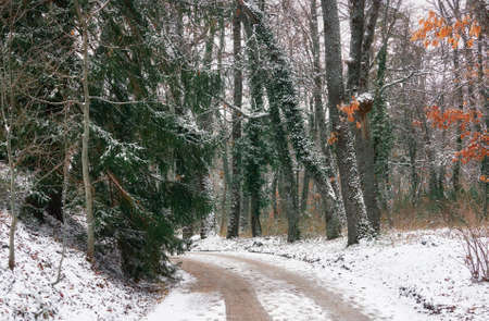 Winter landscape with a road in the forest covered with snow and treesの写真素材
