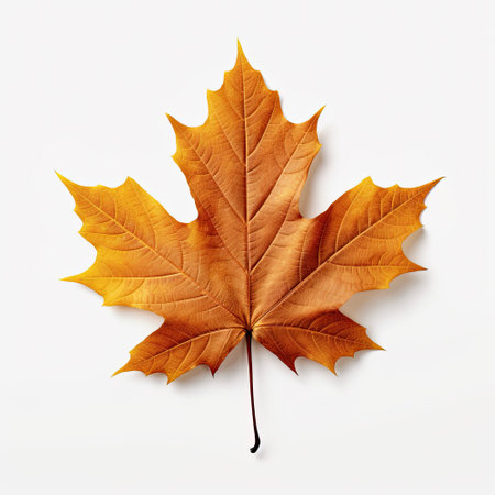 Autumn maple leaf isolated on white background. 3D illustration.の素材