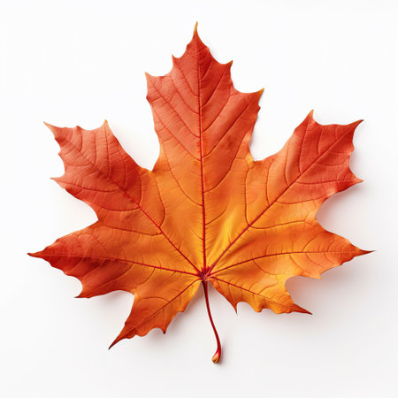 Autumn maple leaf isolated on white background. 3D illustration.の素材