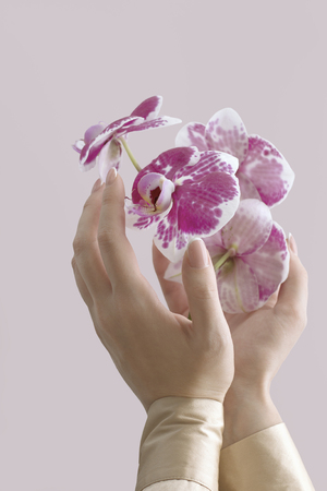 Beautiful elegant woman's hands with orchid flower on light background. Graceful hands with french manicure. Manicure, skin care, cream care for hands, cosmeticsの写真素材