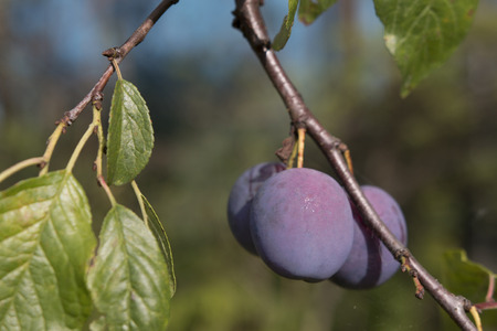 Plums on the branch in the plum orchard. Soft focus with bokeh backgroundの写真素材