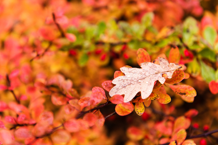Red and yellow oak tree leaves falling down on earth in autumnの写真素材