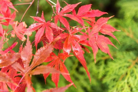 Red and yellow tree leaves falling down on earth in autumn