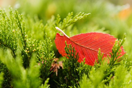 Red tree leaf is laying on a green tree in autumn