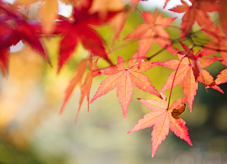 Red and yellow tree leaves on a tree in autumn backgroundの写真素材