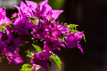 Magenta bougainvillea flowers. Bougainvillea flowers as a background. Floral background.の写真素材