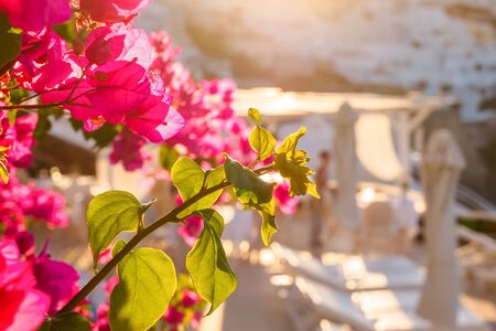 Bougainvillea flowers, close-up photo. Santorini, Cyclades, Greeceの写真素材
