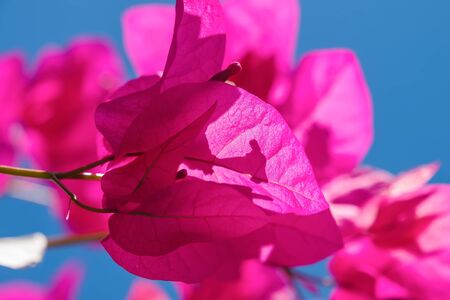 Pink Bougainvillea flowers, close-up photo. Santorini, Cyclades, Greeceの写真素材