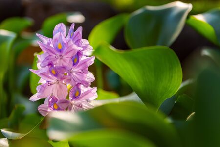 Brazilian Water Hyacinth flower. Flora on Bali island. Indonesiaの写真素材