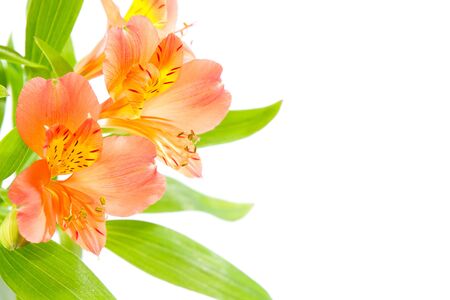 Bouquet of fresh orange lilies isolated on white. Close-up photoの写真素材