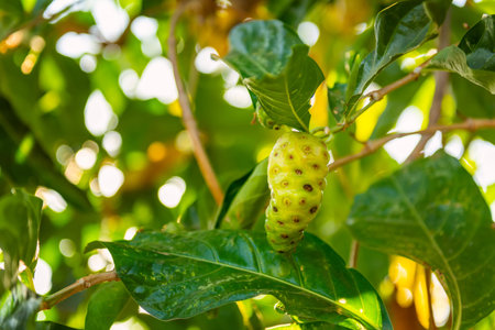 Balinese exotic fruit. Beautiful and amazing flora on Bali island, Indonesia