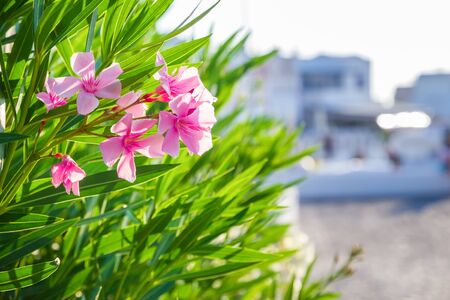 Close up photo of Pink oleander flower blossom on Santorini island, Greece.の写真素材