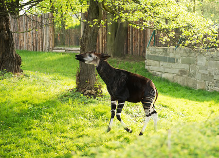 Okapi giraffe walk on grass in a zooの写真素材