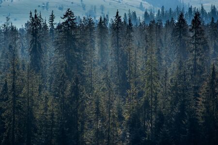 coniferous forest in the mountainsの写真素材