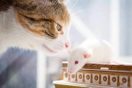 cat and white rat with red eyes. close up soft photoの写真素材