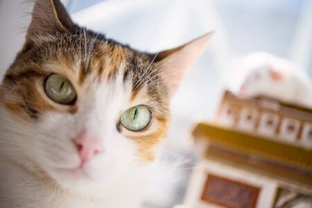 close up cat portrait. soft focus photoの写真素材