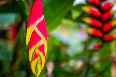Hanging Lobster Claw, Heliconia rostrata, Flower Isolated on the forestの写真素材