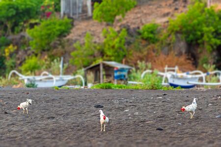 Amed village, slice life photo. Small local house, traditional balinese boat and chickens around. Black sand beach. Bali, Indonesiaの写真素材