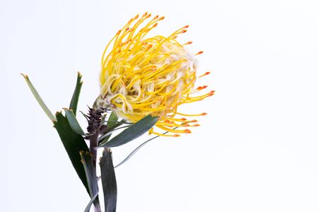 Yellow pincushion protea closeup. Leucospermum conocarpodendron. Close up on white backgroundの写真素材