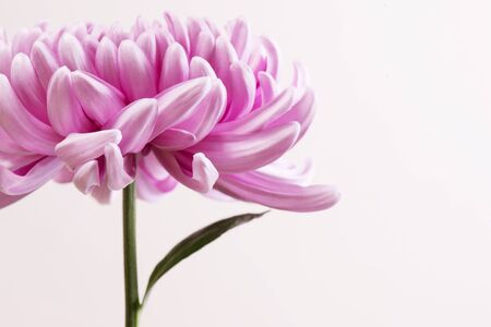 Close up photo of Pink Chrysanthemum flower on light background. Macro photographyの写真素材