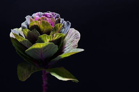 Close up photo of Multicolor decorative cabbage or kale on black backgroundの写真素材
