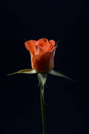close up photo of orange rose on black backgroundの写真素材