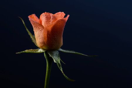 close up photo of orange rose on black backgroundの写真素材