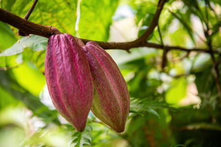 Cacao fruits on cocoa tree. The seeds from the fruits are called cocoa beans, which are used in chocolate, confectionery and cocoa powder. Flora of Bali island, Indonesiaの写真素材