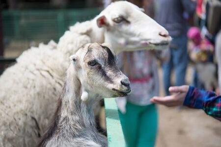 People feeding sheeps in contact zoo. Farmingの写真素材