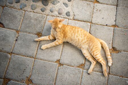 Stray red cat. Cat on the street in Bali, Indonesiaの写真素材