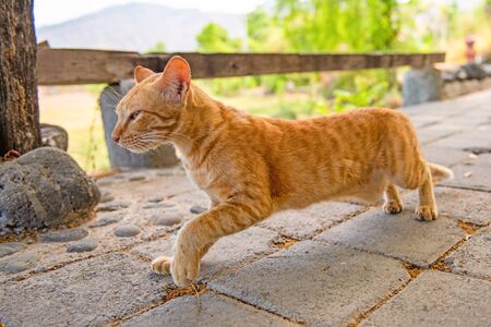 Stray red cat. Cat on the street in Bali, Indonesiaの写真素材
