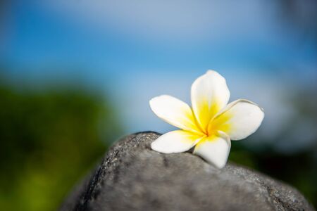 close up photo of beautiful white frangipani spa flower. の写真素材