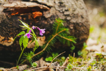 Close up of a cutleaf toothwort (Cardamine pentaphyllos) flower in spring with decaying wood in the background.の写真素材