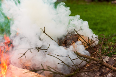 Fire flames and smoke. Bonfire in a forest.